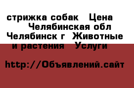 стрижка собак › Цена ­ 350 - Челябинская обл., Челябинск г. Животные и растения » Услуги   